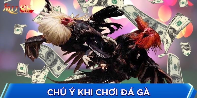 Chú ý khi chơi đá gà