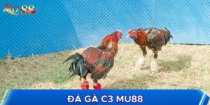 Đá gà C3 là hình thức đá gà đặc biệt