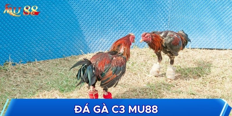Đá gà C3 là hình thức đá gà đặc biệt